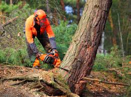 Why Choose Our Tree Removal Services in Mission, KS?