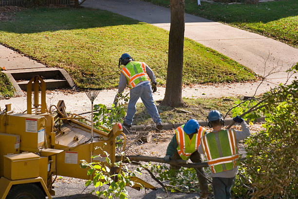 Reliable Mission, KS  Tree Services Solutions