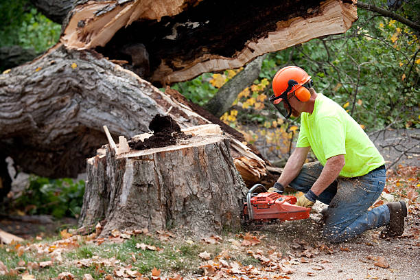 Best Tree Preservation Services  in Mission, KS