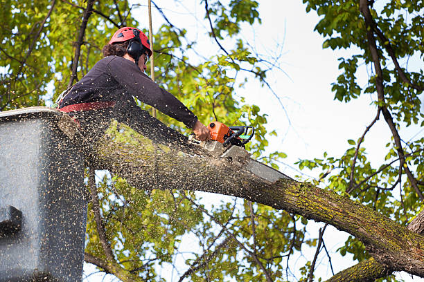 Best Fruit Tree Pruning  in Mission, KS